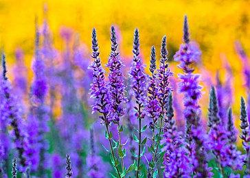 《最终幻想11》开发团队缩减 未来更新将受影响